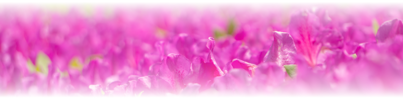 フラシティいわきの花 ツツジ でレイを作りました フラシティいわき公式 福島県いわき市シティセールス